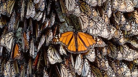 Video thumbnail: Wonders of Mexico Day of the Dead and Monarch Butterflies