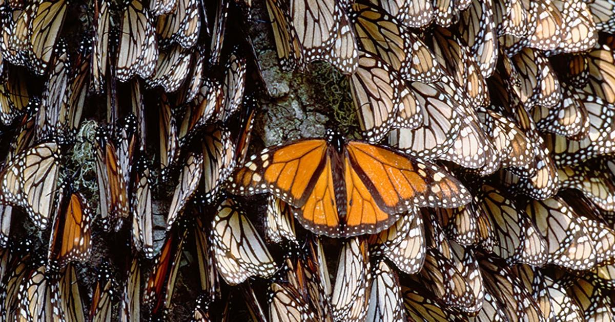 monarch butterfly migration video for kids
