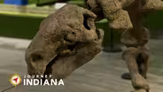 Desserts to Dinosaurs: A Chocolate Company and a Prehistoric Museum in One