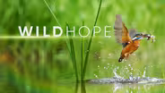 Series Trailer | WILD HOPE