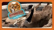 Petting Zoo: Mother Goose Builds a Thrift Store Nest