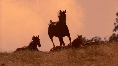 Video thumbnail: McLeod's Daughters Ep. 8: Stir Crazy