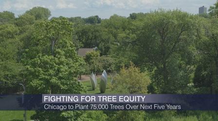 Video thumbnail: Chicago Tonight: Black Voices The Push to Grow More Trees in Underserved Neighborhoods