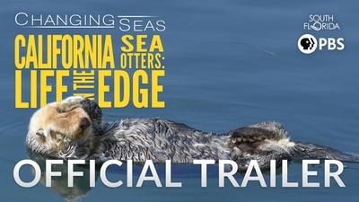California Sea Otters: Life on the Edge | Changing Seas | Preview