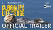 California Sea Otters: Life on the Edge | Changing Seas | Preview