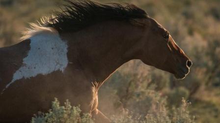 Video thumbnail: Oregon Field Guide Mustangs of Oregon Special