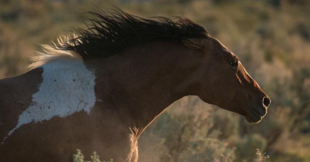 Wild Horse`s Valley © – Freedom for horses