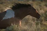 Mustangs of Oregon Special