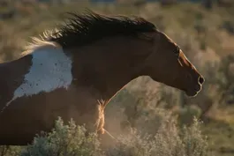 Mustangs of Oregon Special