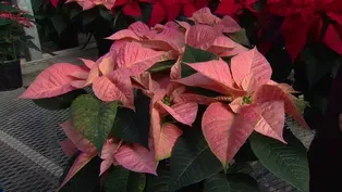 Holiday Cheer Takes Root at Poinsettia Farm in Woodstock