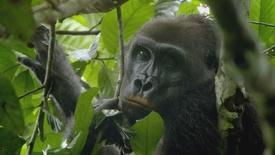 Gorilla Group Gentil: asset-mezzanine-16x9