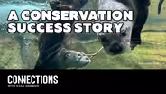 River otters in Rochester: A conservation success story