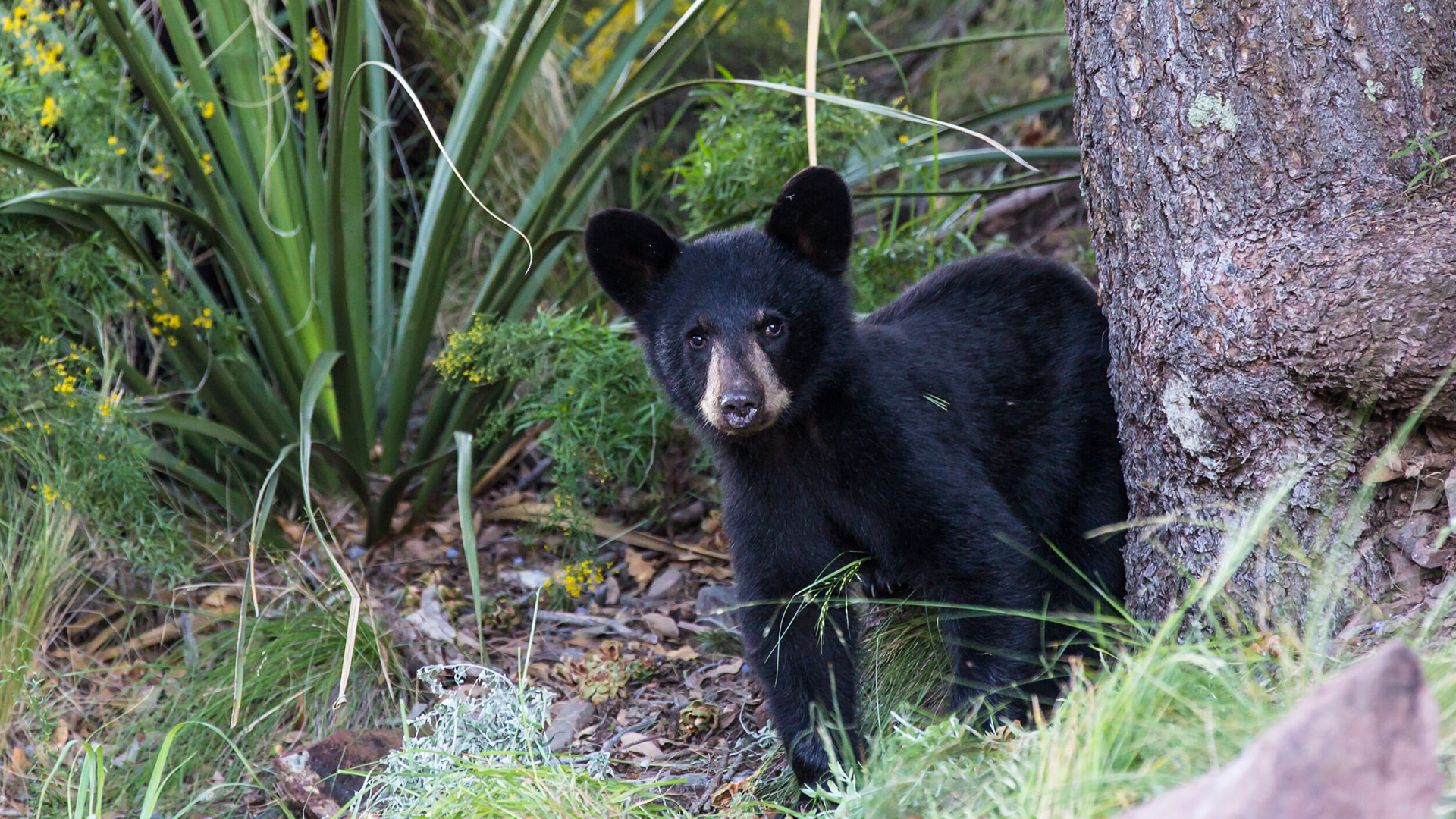 Legends of Texas come alive along this wild frontier