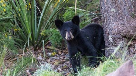 Video thumbnail: Nature Preview of Big Bend: The Wild Frontier of Texas