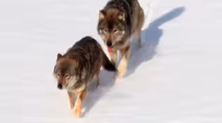 Isle Royale Wolves