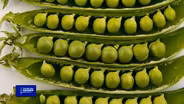 You Bet Your Garden S4 Ep 20 Peas Please!