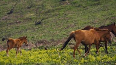 Meet Portugal's 20,000-Year-Old Wild Horses