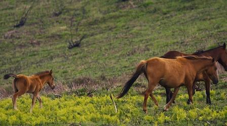 Video thumbnail: Nature Meet Portugal's 20,000-Year-Old Wild Horses