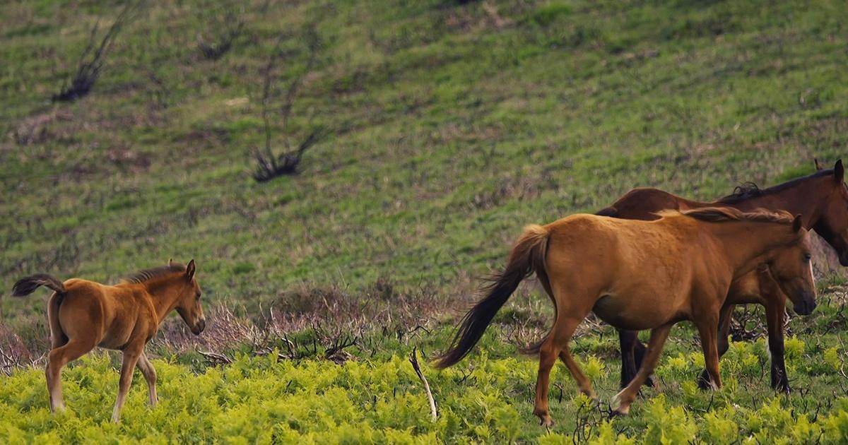 Nature | Meet Portugal's 20,000-Year-Old Wild Horses | Season 40 | Episode  13 | WEDU PBS