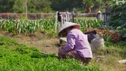 Bringing Traditional Vietnamese Farming to New Orleans