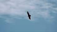 Pagosa Springs Wetland: Home to 193 bird species