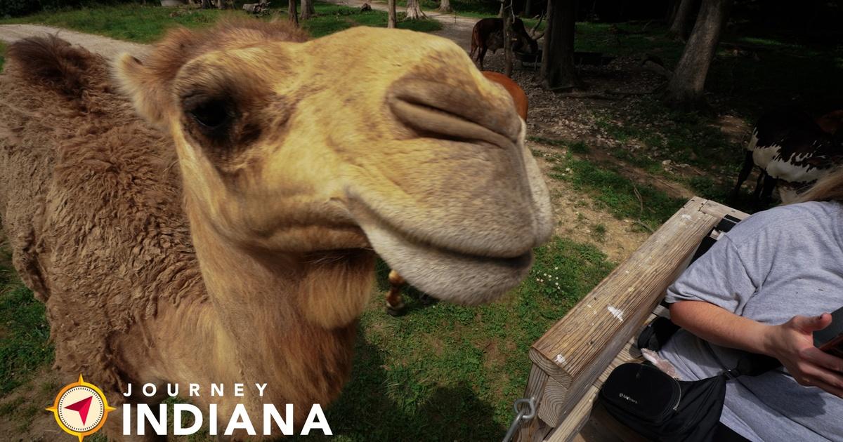 Journey Indiana | A Southern Indiana Safari: No Fences For You At This ...