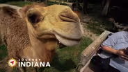 A Southern Indiana Safari: No Fences For You At This Indiana Wildlife Park