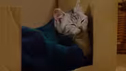 Season 4's Star Cat