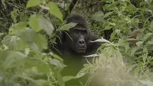 Meet the Silverback, the Leader of the Troop