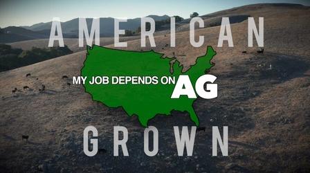 Video thumbnail: American Grown: My Job Depends on Ag Cattle-Fornia Preview