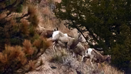 Rebuild The Herd Rewilding The Future