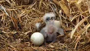 Watch Baby Eagles Hatch and Grow