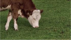 Video thumbnail: Prairie Sportsman Ben Dwire's Sustainable Farming Practices