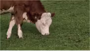 Ben Dwire's Sustainable Farming Practices