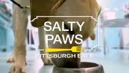 Salty Paws