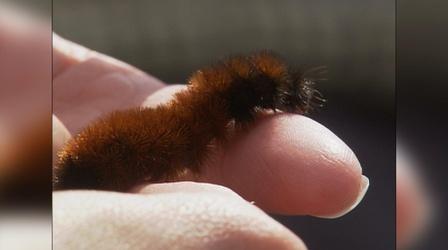 Video thumbnail: North Carolina Weekend The Woolly Worm Festival
