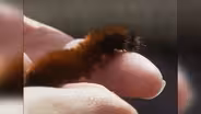 The Woolly Worm Festival