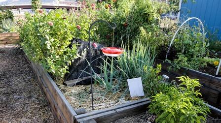 Video thumbnail: Modern Gardener Growing in a Community Garden