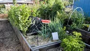 Growing in a Community Garden