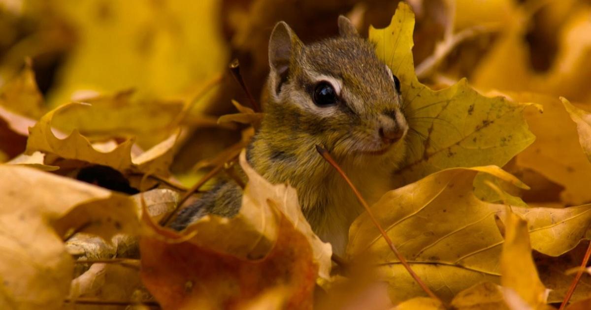 Metrofocus | “autumnwatch - new england” | season 2018