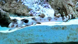 Shark Pup Born at Brookfield Zoo