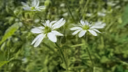 Fast Forage: Giant Chick Weed