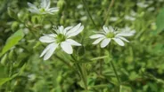 Fast Forage: Giant Chick Weed