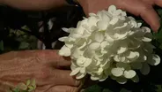 Hydrangea Pruning & Tick Prevention