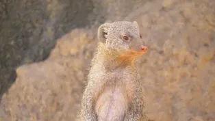 MONGOOSE