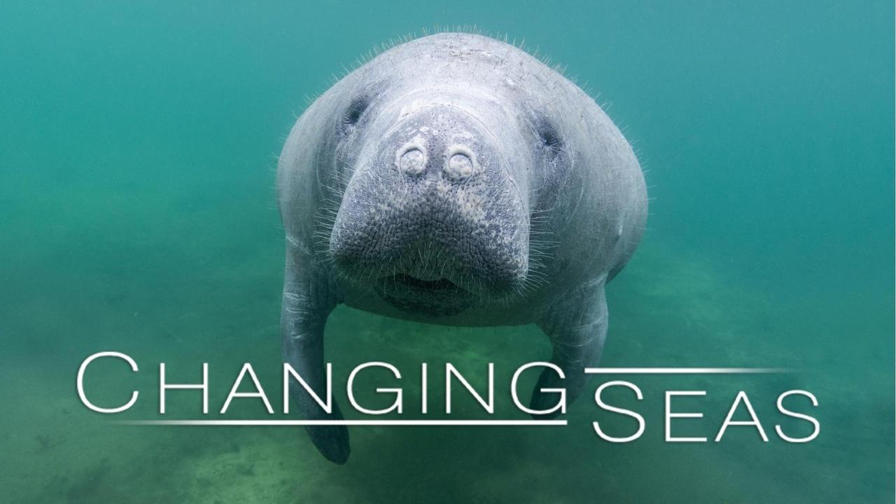Changing Seas | Saving Florida's Starving Manatees