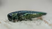 Emerald Ash Borer