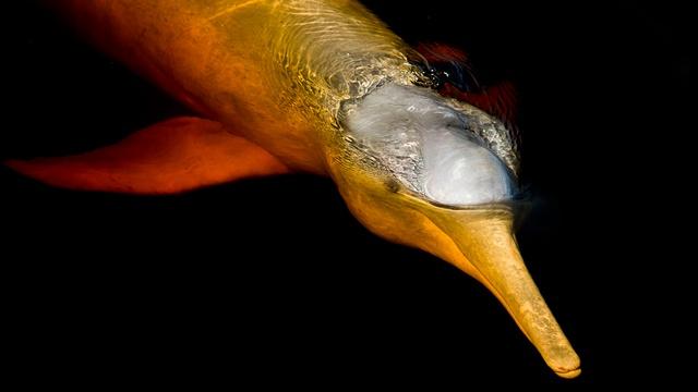 Swimming With the Forest Dolphins of the Amazon