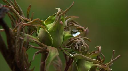 Video thumbnail: Backyard Farmer What's In Store for 2021 & Spring Forecast