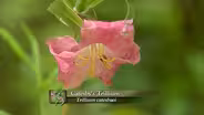 Rediscovering Catesby’s Carolina (Part 1)